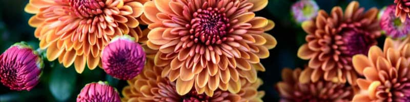 Close up of orange mums